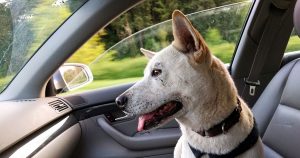 A dog riding in a car in Wichita, KS
