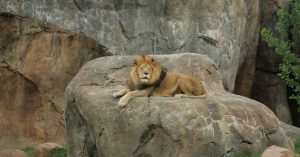 A male lion resting on a rock in an outdoor exhibit in Wichita, KS