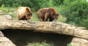Two Grizzly bears in a habitat exhibit at Sedgwick County Zoo in Wichita, KS